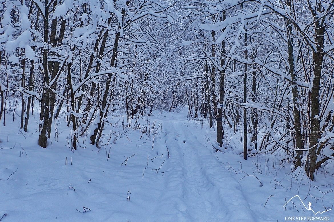 Zima w Bieszczadach - szlak na Tarnicę