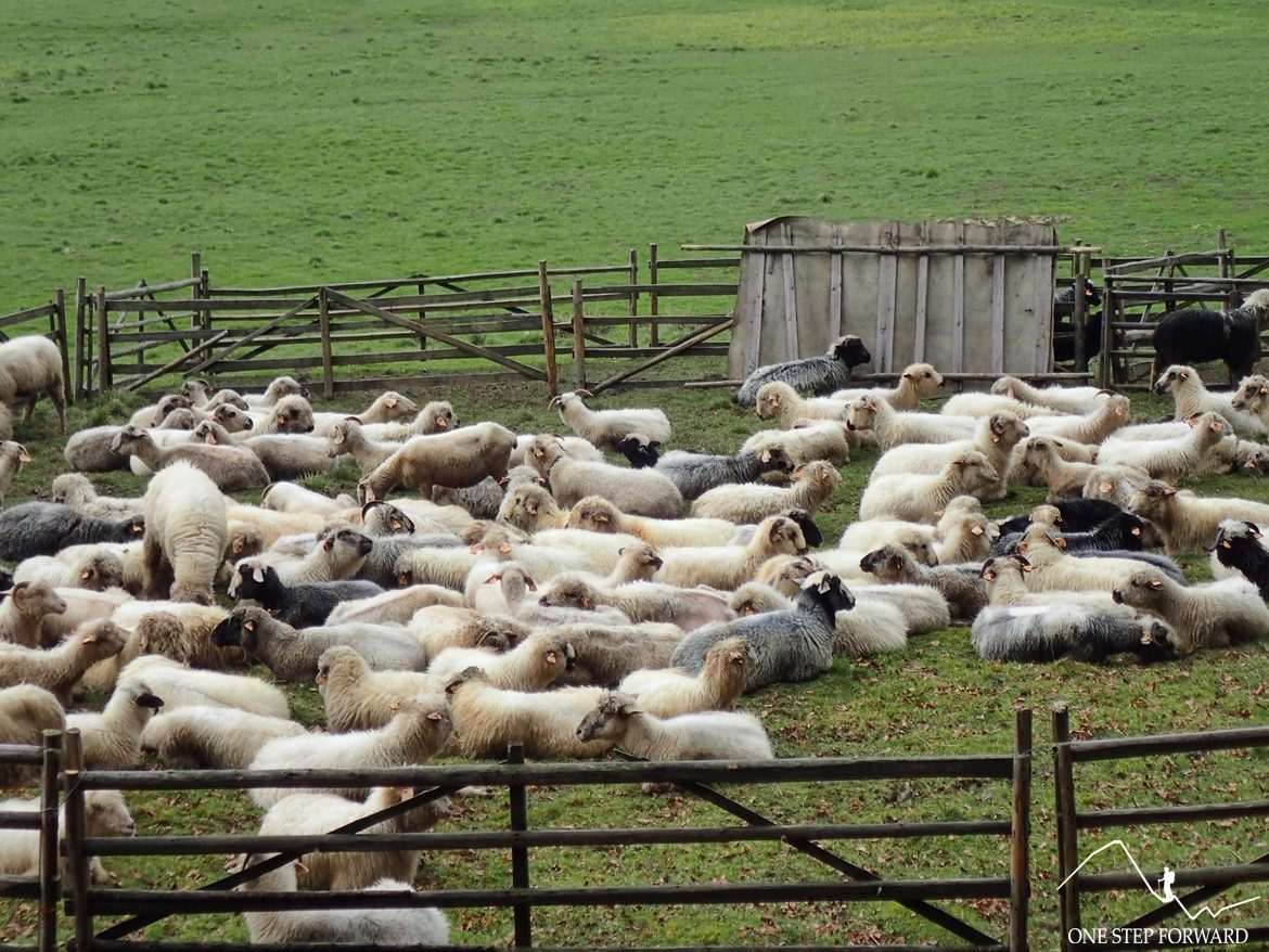 Zagroda owiec - okolice Drogi pod Reglami w Tatrach