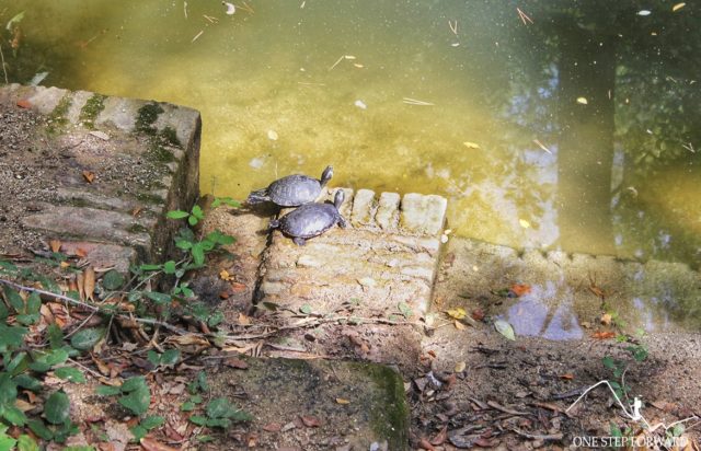 Żółwie w Parc del Laberint d’Horta