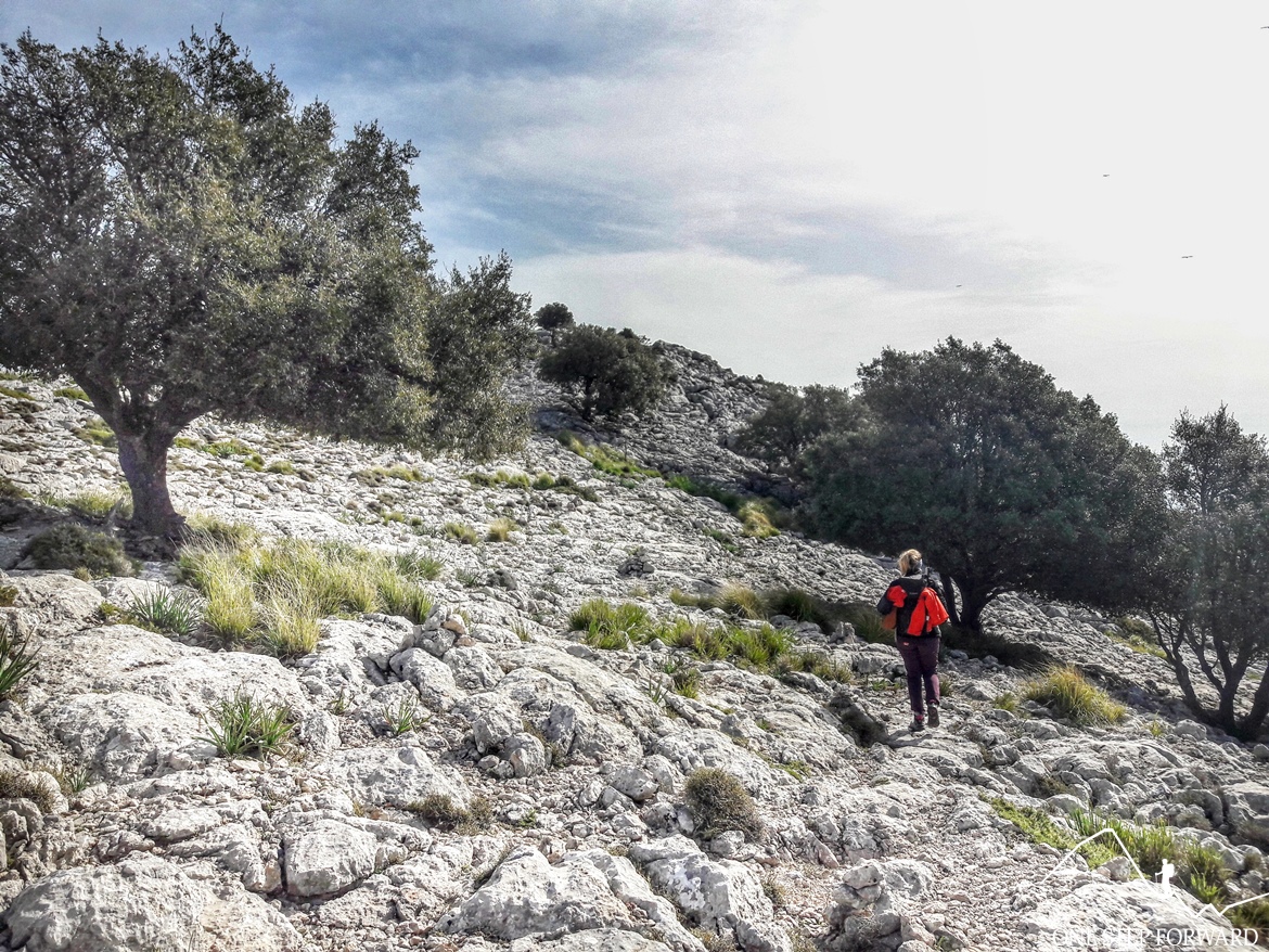 Drzewa oliwne - Ruta de Tres Miles, Majorka
