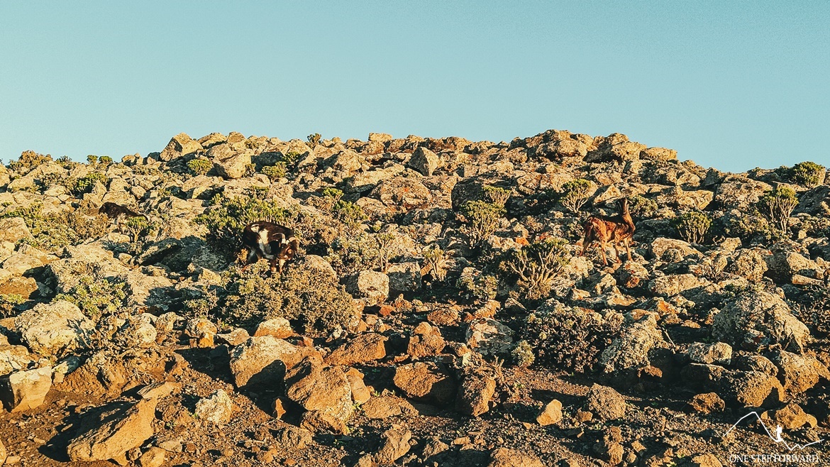 Kozice górskie na szlaku na Pico de la Zarza, Fuerteventura