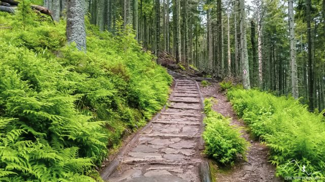 Babia Góra - ścieżka pośród lasu