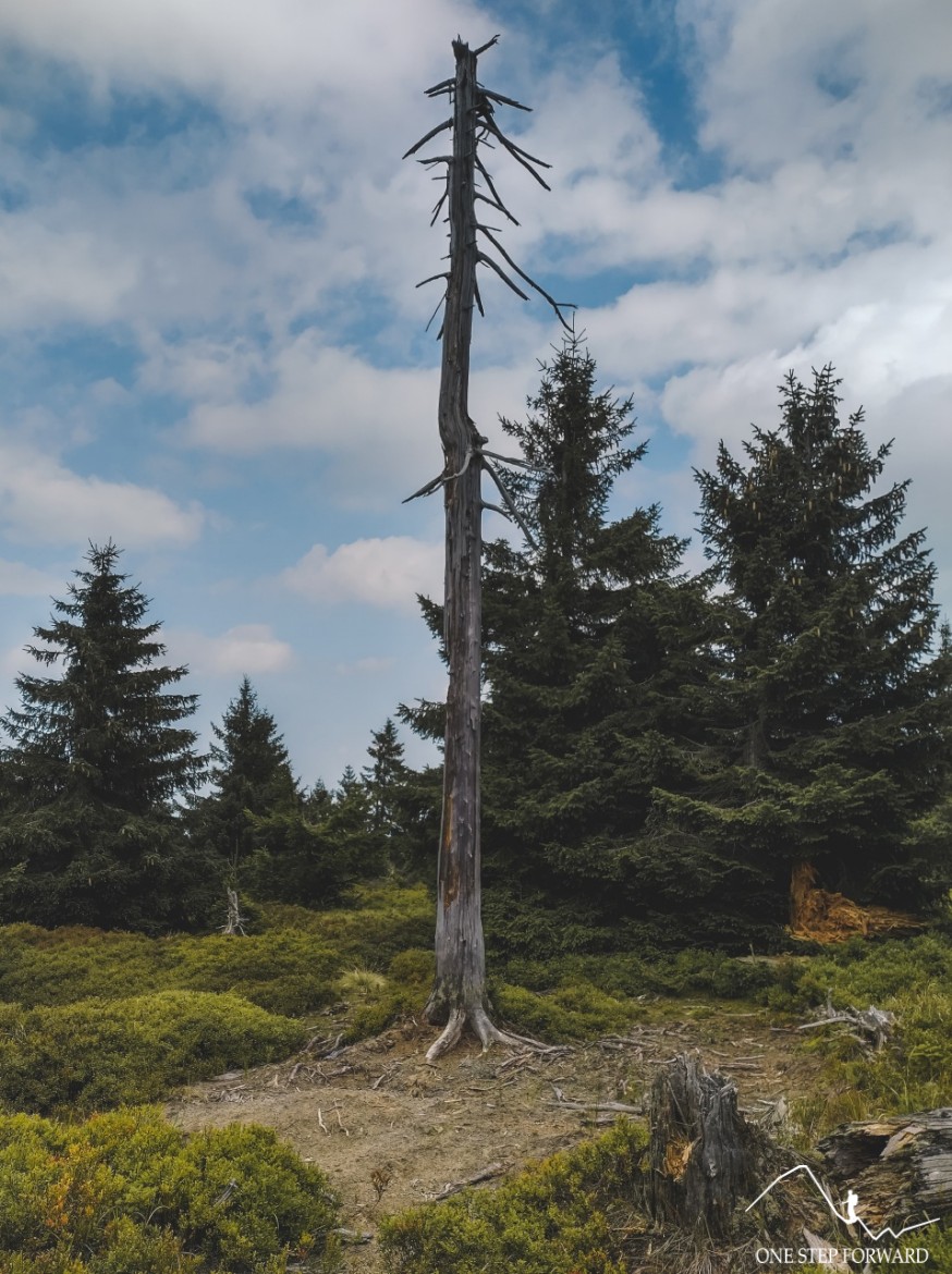 Wysoka Kopa w Górach Izerskich - uschłe drzewo