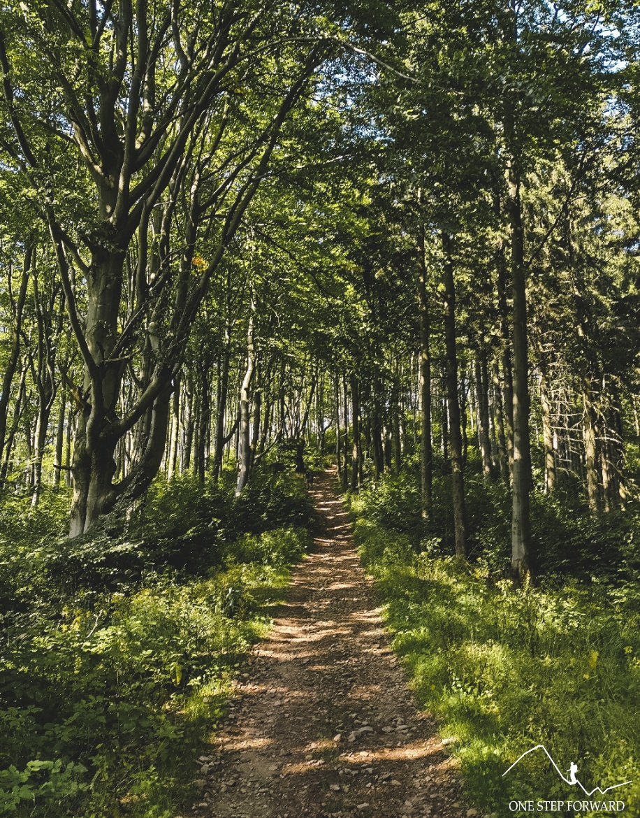 Szlak na Chełmiec - spacer pośród gęstego lasu
